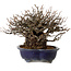 Chaenomeles speciosa Chojubai, 18 cm, ± 30 anni, con un nebari di 14 cm