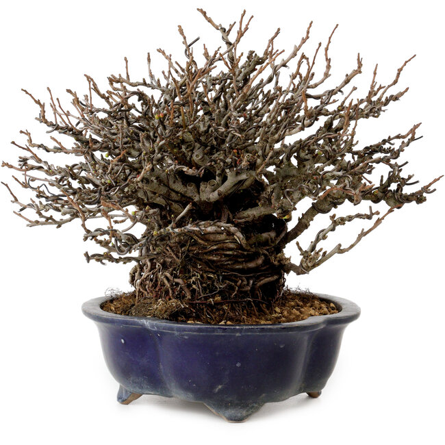 Chaenomeles speciosa Chojubai, 18 cm, ± 30 años de edad, con un nebari de 14 cm.
