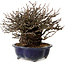 Chaenomeles speciosa Chojubai, 18 cm, ± 30 anni, con un nebari di 14 cm
