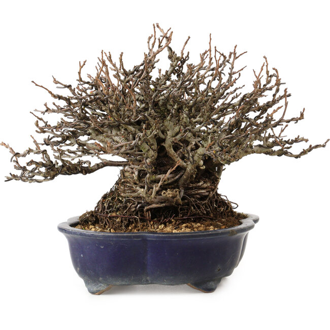 Chaenomeles speciosa Chojubai, 18 cm, ± 30 jaar oud, met een nebari van 14 cm
