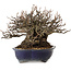 Chaenomeles speciosa Chojubai, 18 cm, ± 30 jaar oud, met een nebari van 14 cm