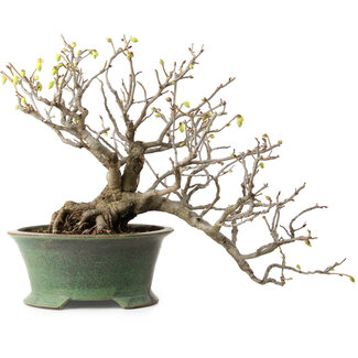 Corylopsis spicata, 26 cm, ± 15 anni