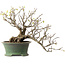 Corylopsis spicata, 26 cm, ± 15 jaar oud, met een nebari van 11 cm en gele bloemen in de herfst.