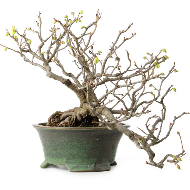 Corylopsis spicata, 26 cm, environ 15 ans, avec un nebari de 11 cm et des fleurs jaunes en automne
