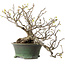 Corylopsis spicata, 26 cm, ± 15 years old, with a nebari of 11 cm and yellow flowers in the autumn