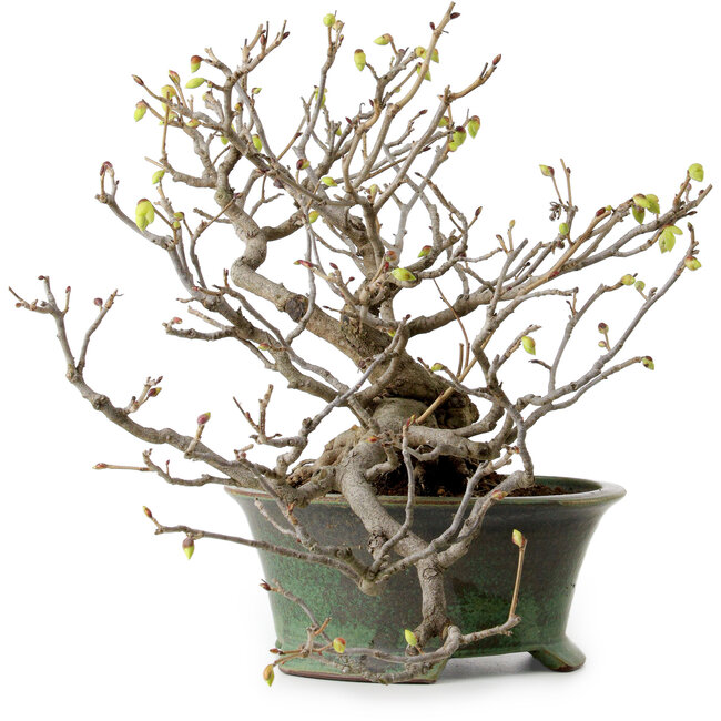Corylopsis spicata, 26 cm, ± 15 jaar oud, met een nebari van 11 cm en gele bloemen in de herfst.