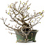 Corylopsis spicata, 26 cm, ± 15 jaar oud, met een nebari van 11 cm en gele bloemen in de herfst.