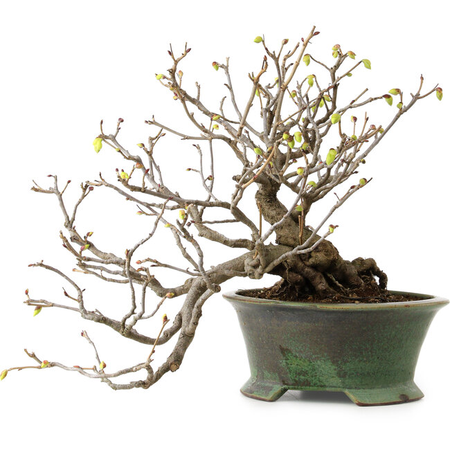 Corylopsis spicata, 26 cm, ± 15 jaar oud, met een nebari van 11 cm en gele bloemen in de herfst.