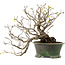Corylopsis spicata, 26 cm, ± 15 años de edad, con un nebari de 11 cm y flores amarillas en otoño.