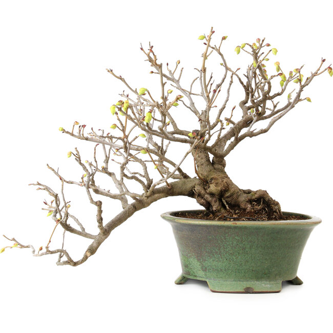 Corylopsis spicata, 26 cm, ± 15 years old, with a nebari of 11 cm and yellow flowers in the autumn
