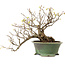 Corylopsis spicata, 26 cm, ± 15 años de edad, con un nebari de 11 cm y flores amarillas en otoño.