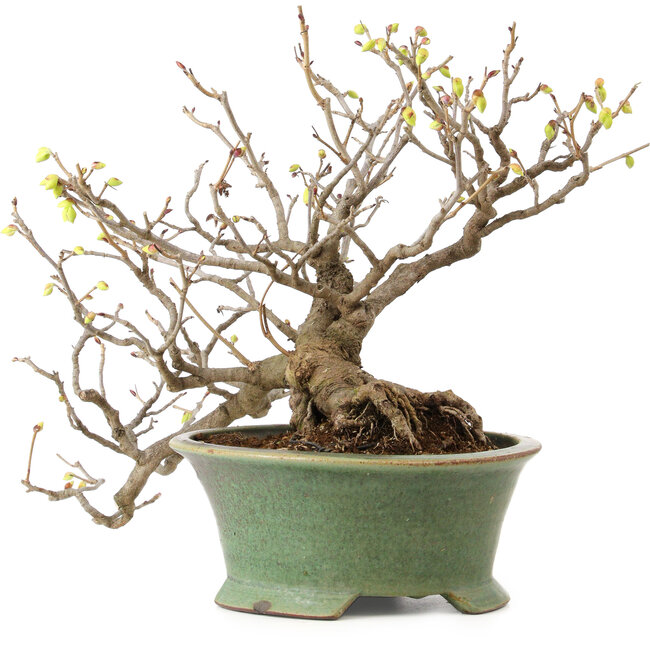 Corylopsis spicata, 26 cm, ± 15 jaar oud, met een nebari van 11 cm en gele bloemen in de herfst.