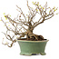 Corylopsis spicata, 26 cm, ± 15 years old, with a nebari of 11 cm and yellow flowers in the autumn