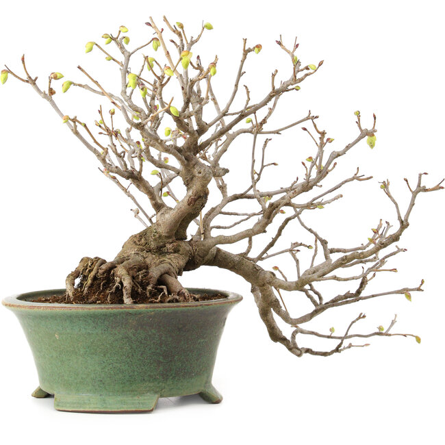Corylopsis spicata, 26 cm, ± 15 years old, with a nebari of 11 cm and yellow flowers in the autumn