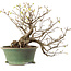 Corylopsis spicata, 26 cm, ± 15 years old, with a nebari of 11 cm and yellow flowers in the autumn