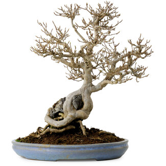 Acer buergerianum, 33 cm, ± 30 Jahre alt