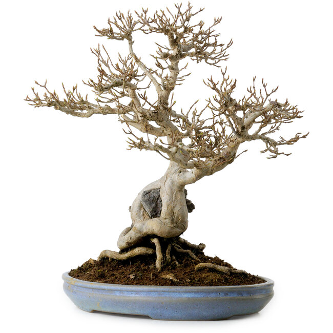 Acer buergerianum, 33 cm, ± 30 ans, avec un nebari de 9 cm