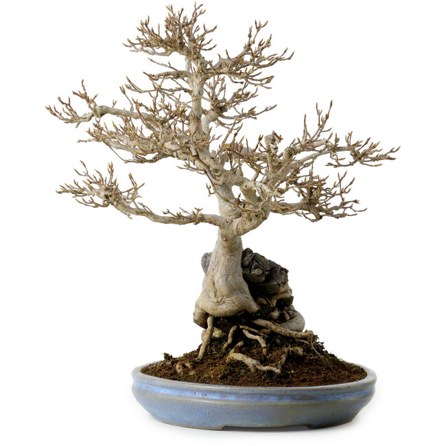 Acer buergerianum, 33 cm, ± 30 years old, with a nebari of 9 cm