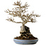 Acer buergerianum, 33 cm, ± 30 years old, with a nebari of 9 cm