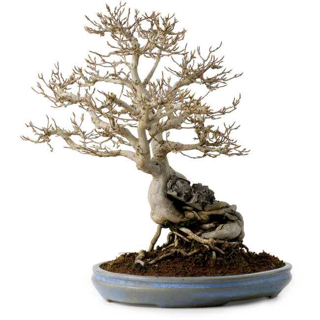 Acer buergerianum, 33 cm, ± 30 ans, avec un nebari de 9 cm