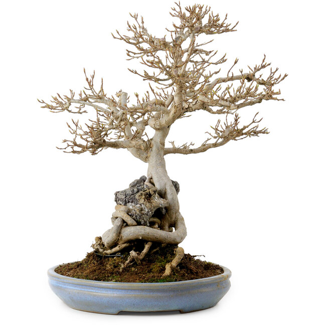 Acer buergerianum, 33 cm, ± 30 años, con un nebari de 9 cm