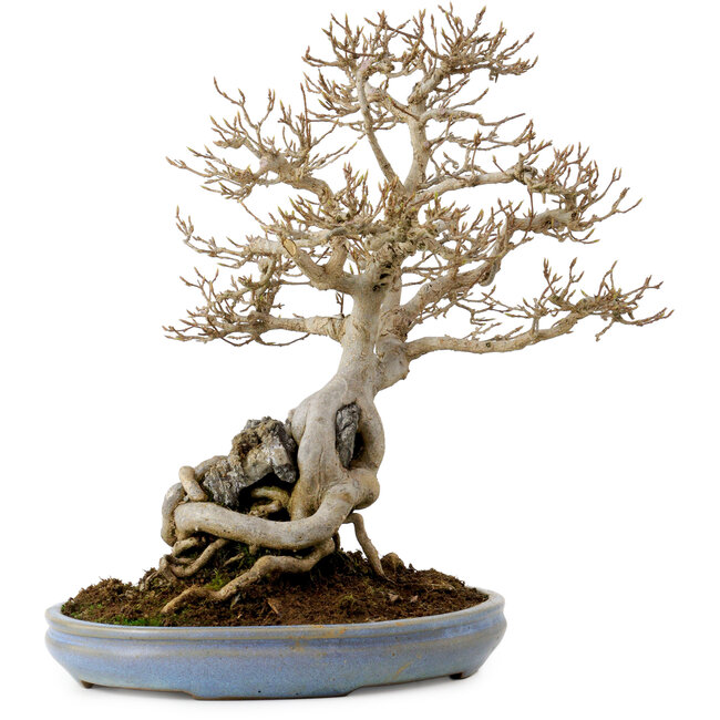 Acer buergerianum, 33 cm, ca. 30 Jahre alt, mit einem Wurzelhals von 9 cm