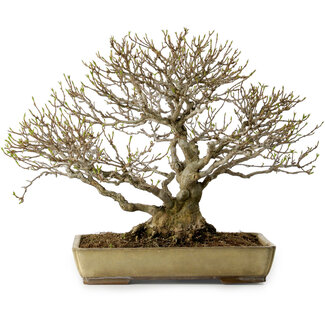 Acer buergerianum, 29 cm, ± 35 años
