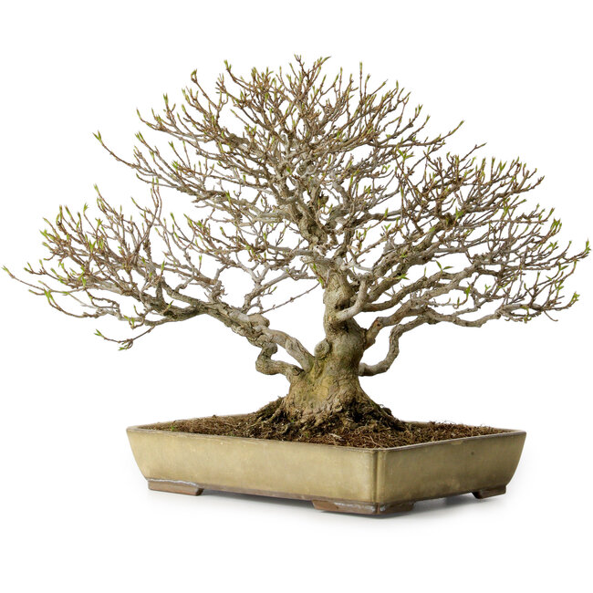 Acer buergerianum, 29 cm, ± 35 years old, with a nebari of 15 cm