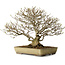 Acer buergerianum, 29 cm, ± 35 ans, avec un nebari de 15 cm