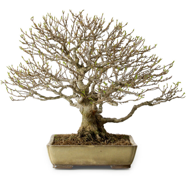 Acer buergerianum, 29 cm, ± 35 ans, avec un nebari de 15 cm