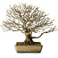 Acer buergerianum, 29 cm, ± 35 anni, con nebari di 15 cm