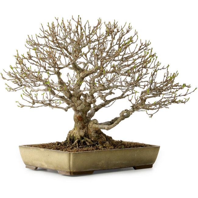 Acer buergerianum, 29 cm, ± 35 ans, avec un nebari de 15 cm