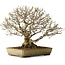 Acer buergerianum, 29 cm, ± 35 years old, with a nebari of 15 cm