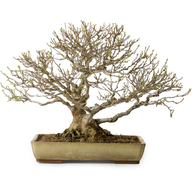 Acer buergerianum, 29 cm, ca. 35 Jahre alt, mit einem Wurzelhals von 15 cm