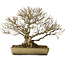 Acer buergerianum, 29 cm, ± 35 ans, avec un nebari de 15 cm