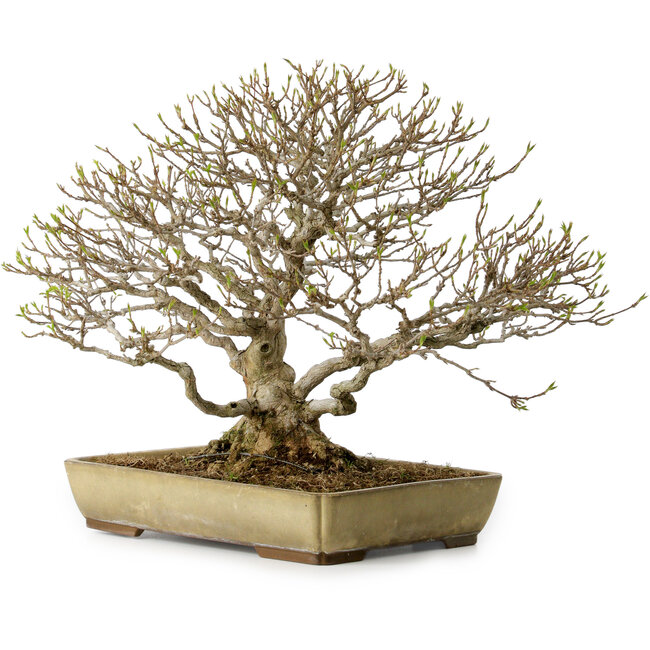 Acer buergerianum, 29 cm, ca. 35 Jahre alt, mit einem Wurzelhals von 15 cm
