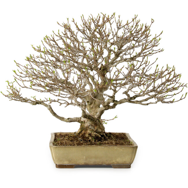 Acer buergerianum, 29 cm, ± 35 años, con un nebari de 15 cm