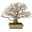 Acer buergerianum, 29 cm, ± 35 ans, avec un nebari de 15 cm