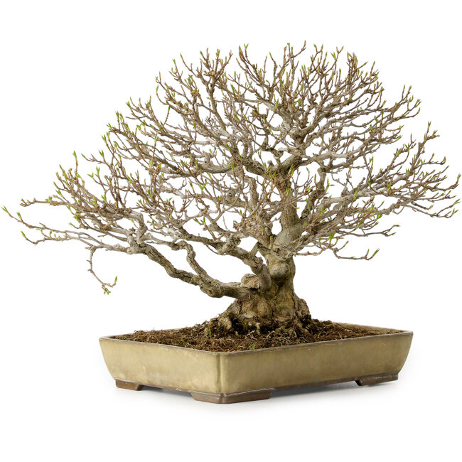 Acer buergerianum, 29 cm, ± 35 ans, avec un nebari de 15 cm