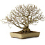 Acer buergerianum, 29 cm, ± 35 years old, with a nebari of 15 cm