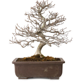 Carpinus coreana, 32 cm, ± 20 ans
