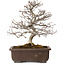 Carpinus coreana, 32 cm, ± 20 años, con un nebari de 8 cm