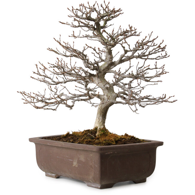 Carpinus coreana, 32 cm, ± 20 anni, con nebari di 8 cm