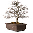 Carpinus coreana, 32 cm, ± 20 anni, con nebari di 8 cm