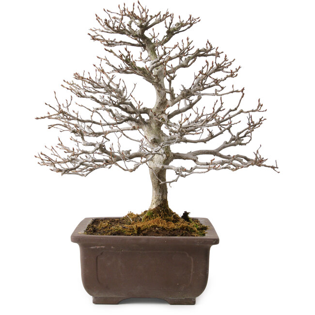 Carpinus coreana, 32 cm, ± 20 years old, with a nebari of 8 cm