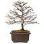 Carpinus coreana, 32 cm, ± 20 años, con un nebari de 8 cm