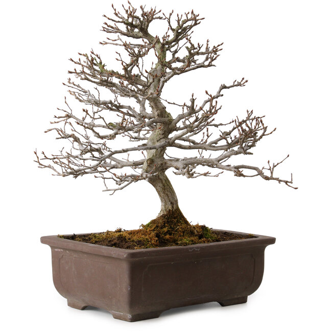 Carpinus coreana, 32 cm, ± 20 years old, with a nebari of 8 cm