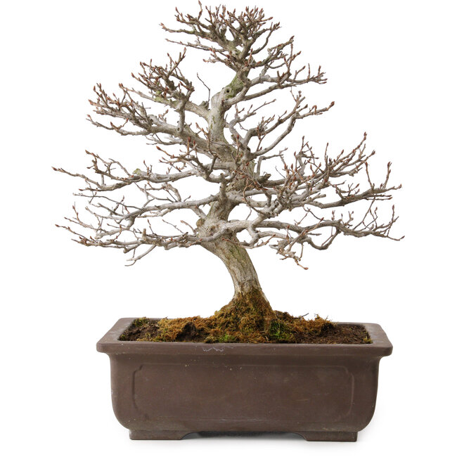 Carpinus coreana, 32 cm, ± 20 ans, avec un nebari de 8 cm