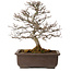 Carpinus coreana, 32 cm, ± 20 años, con un nebari de 8 cm