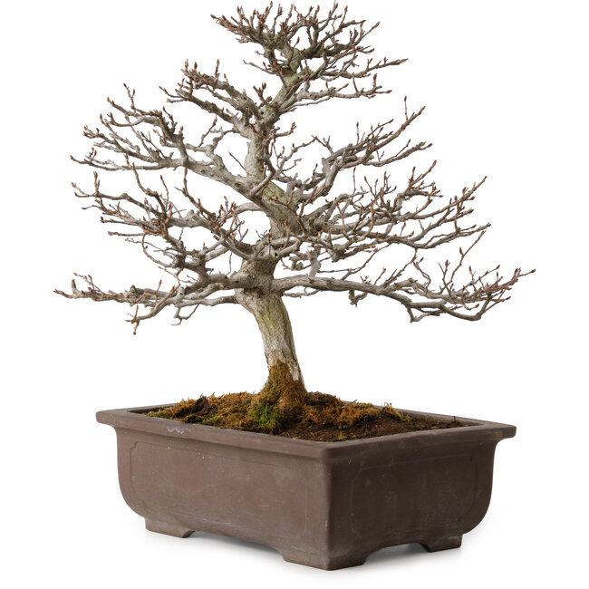 Carpinus coreana, 32 cm, ± 20 years old, with a nebari of 8 cm